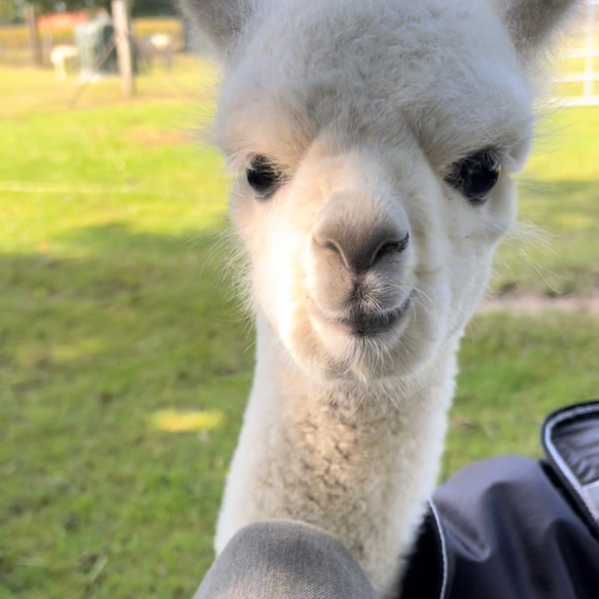Peruvian Celeste X
